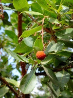 Strawberry Tree fruit