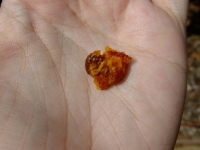 Strawberry Tree fruit crushed