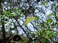 Elderberry flowers