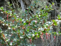 Fucshia-Flowering Gooseberry