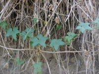 Wild Cucumber vine