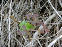 Poison Oak