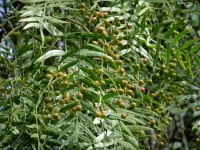 Peruvian Peppercorns ripening
