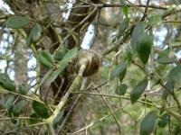 Oak Gall