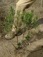 Young Coyote Brush