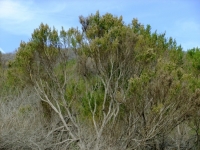 Mature Coyote Brush