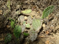 Prickly Pear (Opuntia spp.)