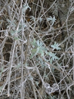 Purple Sage