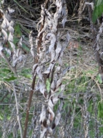 Dried Mugwort leaves