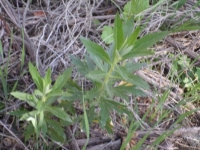 Mugwort