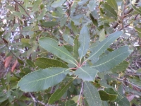 Toyon leaves