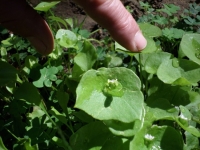 Miner's Lettuce