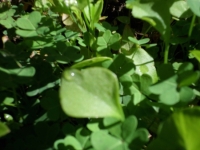 Miner's Lettuce, dicotyledon leaf