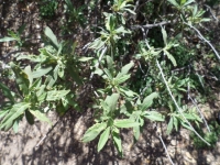 Black Sage