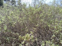 Black Sage