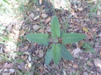 Hummingbird Sage