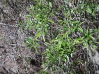 Willow