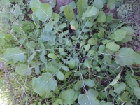 Wild Mustard