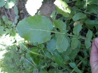 Wild Mustard leaf