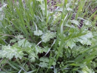 Italian Thistle