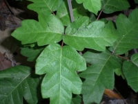 Poison Oak