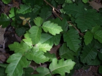 Poison Oak