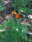 Tiger Lily