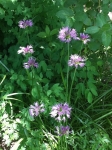 Swamp Onion