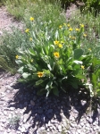 Mule Ears