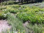 Mule Ears