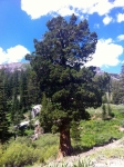 Western Juniper tree