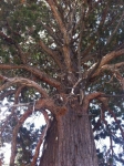 Western Juniper
