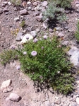 Coyote Mint ("Pennyroyal")
