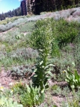 Deer's Tongue