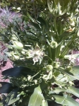 Deer's Tongue flower
