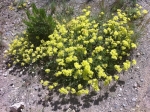 Sulfur Buckwheat