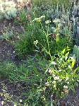 Brewer's Angelica