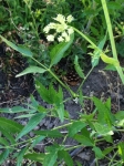 Brewer's Angelica