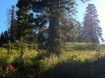 Lodgepole Pine forest on Red Cliffs Trail