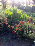 Scarlet Gilia