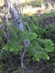 White Fir