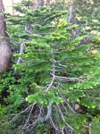 White Fir