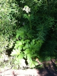 Cow Parsnip