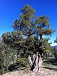 Western Juniper