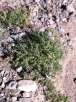 Coyote Mint ("Pennyroyal")