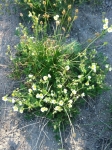 Sticky Cinquefoil