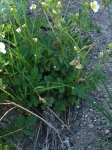Sticky Cinquefoil