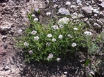 Coyote Mint