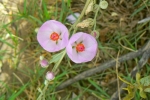 Bush Mallow flowers