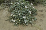 Datura